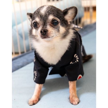 【受注生産】獅子舞なりきり犬用法被