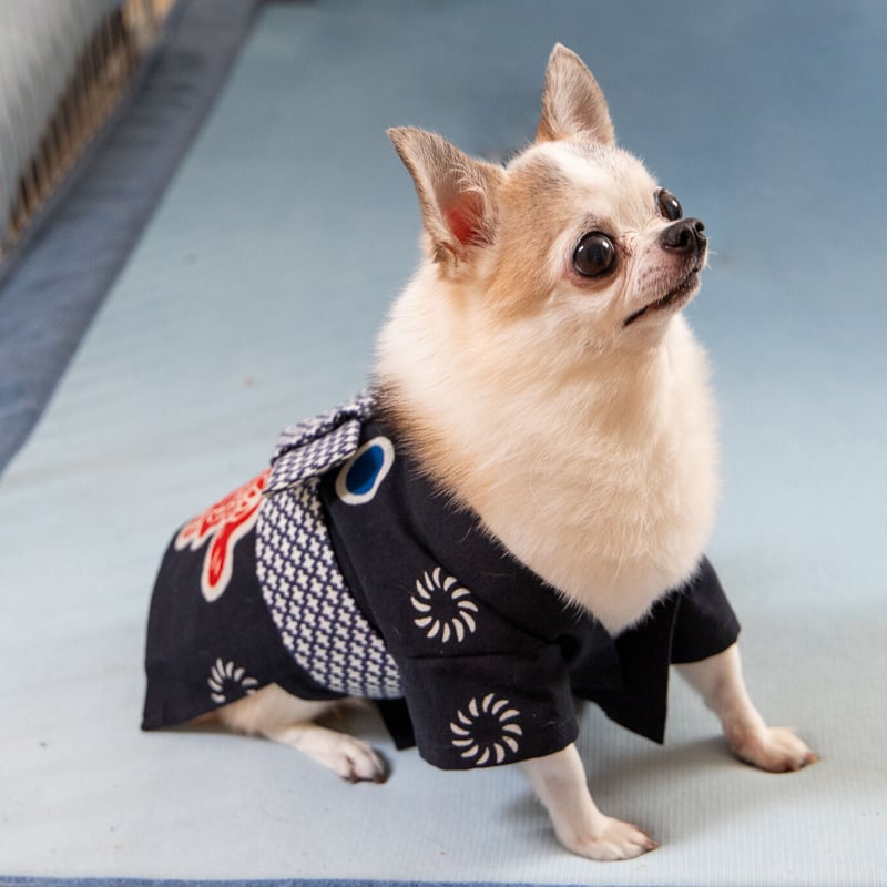 受注生産】獅子舞なりきり犬用法被 | スミツネ染