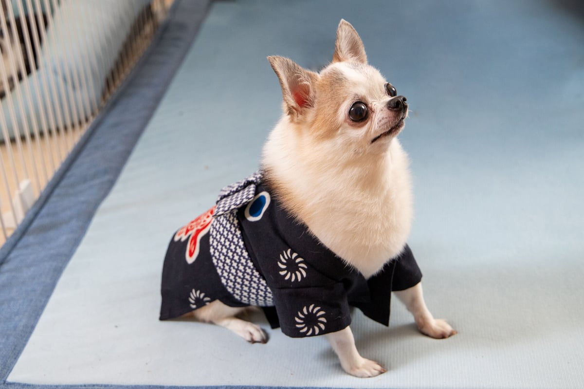 fit=scale-down,w=1200