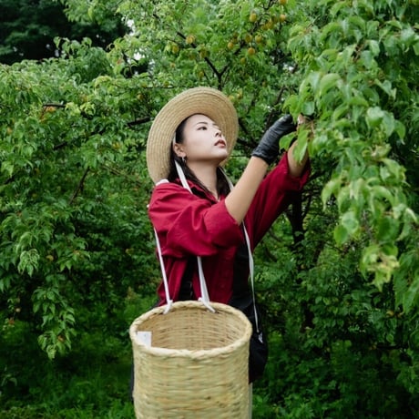 信州小諸産 完熟 南高梅