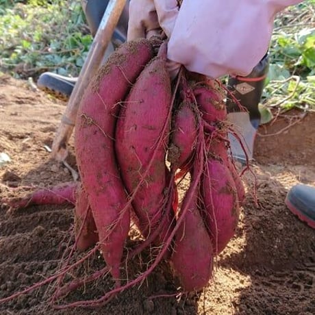 【数量限定】完熟さつまいも3種詰合せ1箱(約3kg) シルクスイート、安納芋、紅はるか