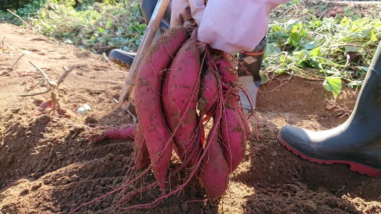 数量限定】完熟さつまいも3種詰合せ1箱(約3kg) シルクスイート、安納芋