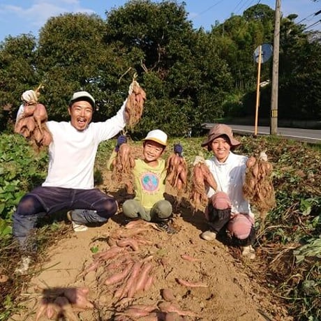 【数量限定】完熟さつまいも3種詰合せ1箱(約3kg) シルクスイート、安納芋、紅はるか
