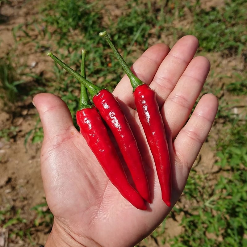 幻の唐辛子】香川本鷹フレッシュ(赤) | まるまる農園