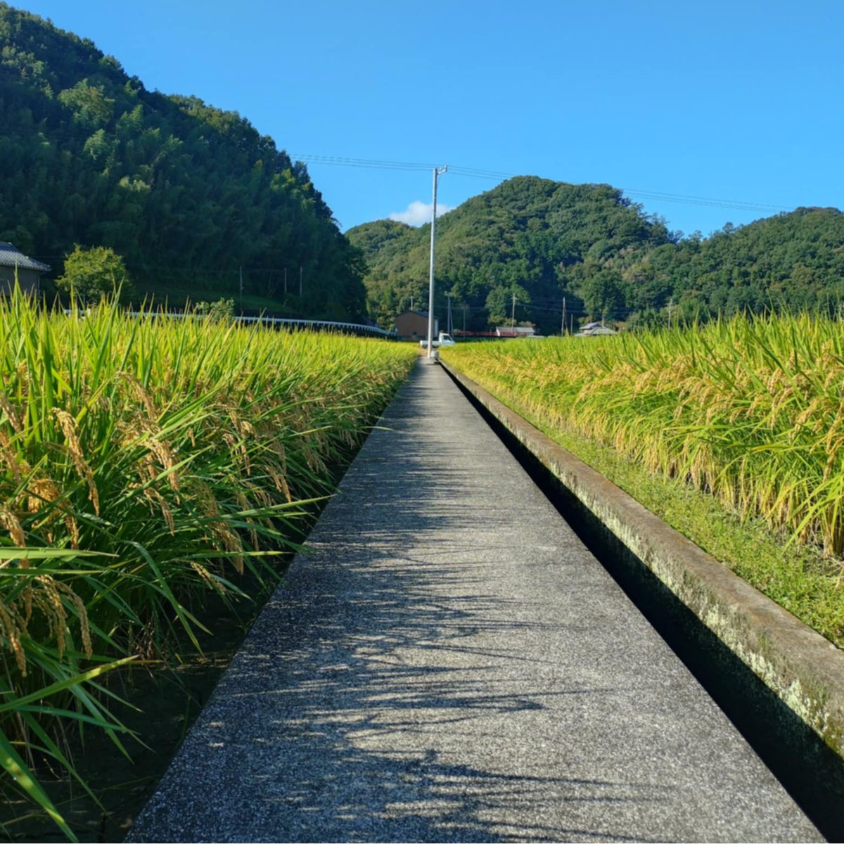 まるまる農園にこまる】白米(令和7年新米) | まるまる農園
