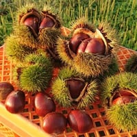 熟成栗(１ネット約500g)