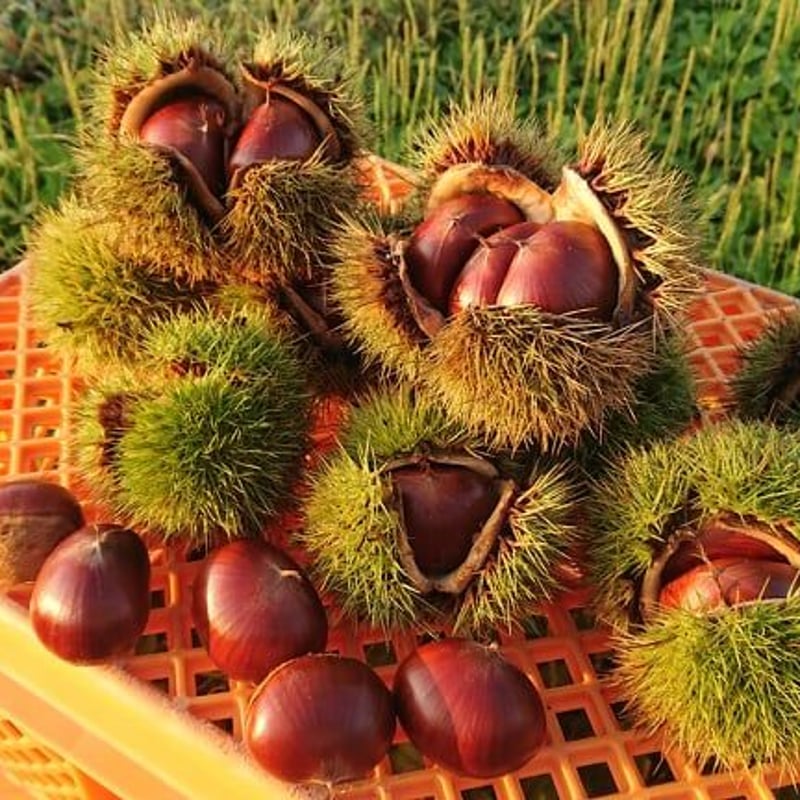 熟成栗(1ネット約500g) | まるまる農園