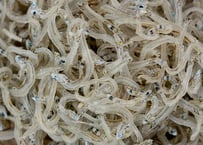 ちりめん 1２0g（中）※大分県産　状況によりお日にちを頂くことがあります。