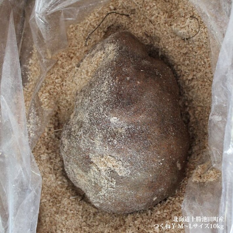 北海道十勝池田町高島産つくね芋【10kg】（秀・優混）【M～Lサイズ
