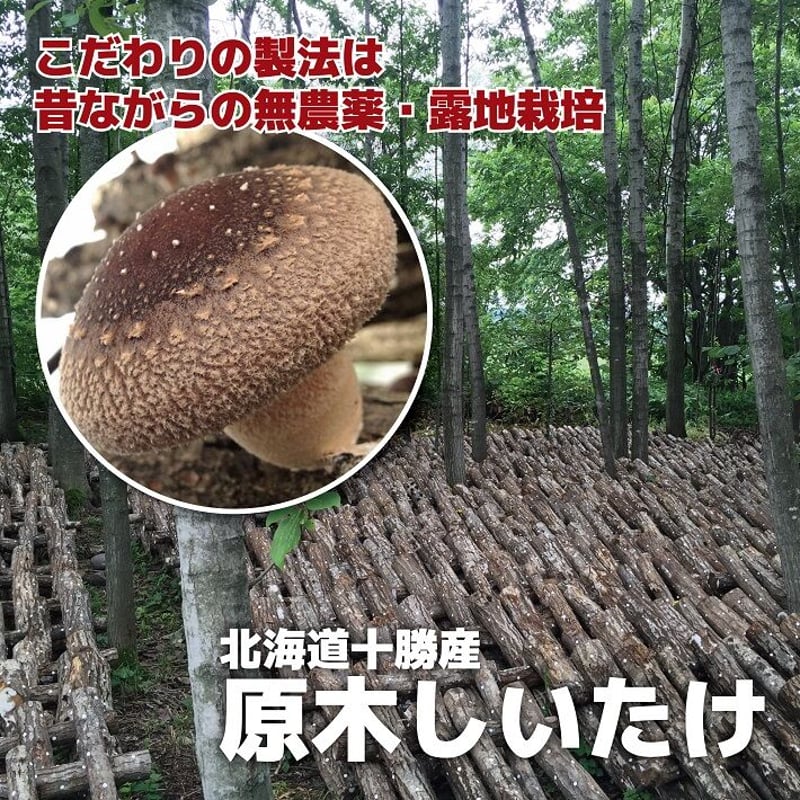 しいたけ　原木 北海道十勝新得町産原木しいたけ【特選Mサイズ1kg】 | とかち de グー