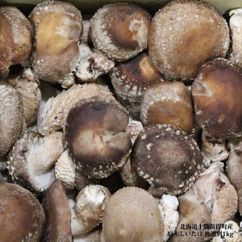 しいたけ 北海道産・予約受付中】肉厚ジャンボしいたけ 彰角（しょうかく）［6