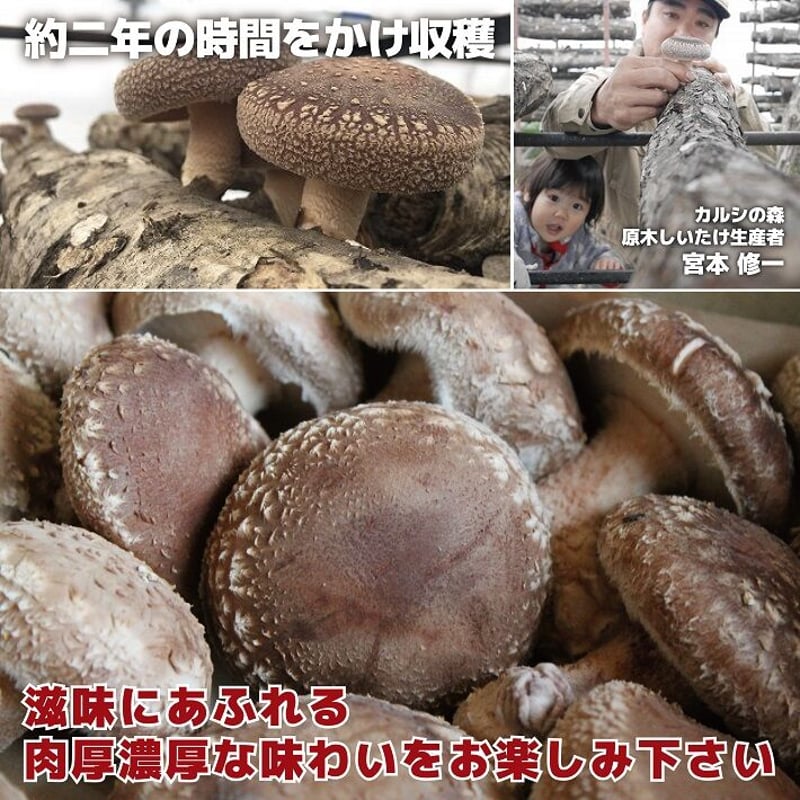 北海道十勝新得町産原木しいたけ【無選別1kg】 | とかち de グーマルシェ