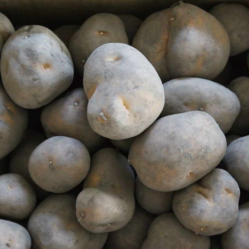 じゃがいも【インカのめざめ】北海道十勝池田町[多田農場]産5kg