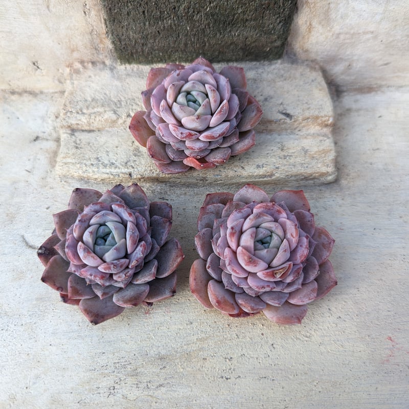 エリークイーン エケベリア カット苗 | 多肉植物カット苗の通販