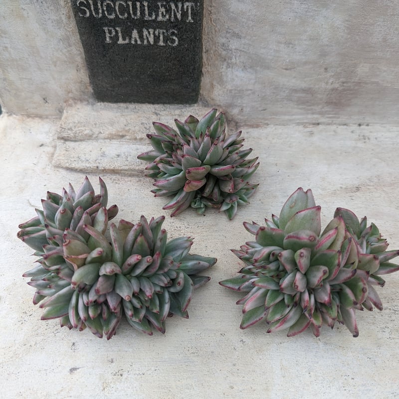 アイクソウル錦 綴化 エケベリア カット苗 | 多肉植物カット苗の通販