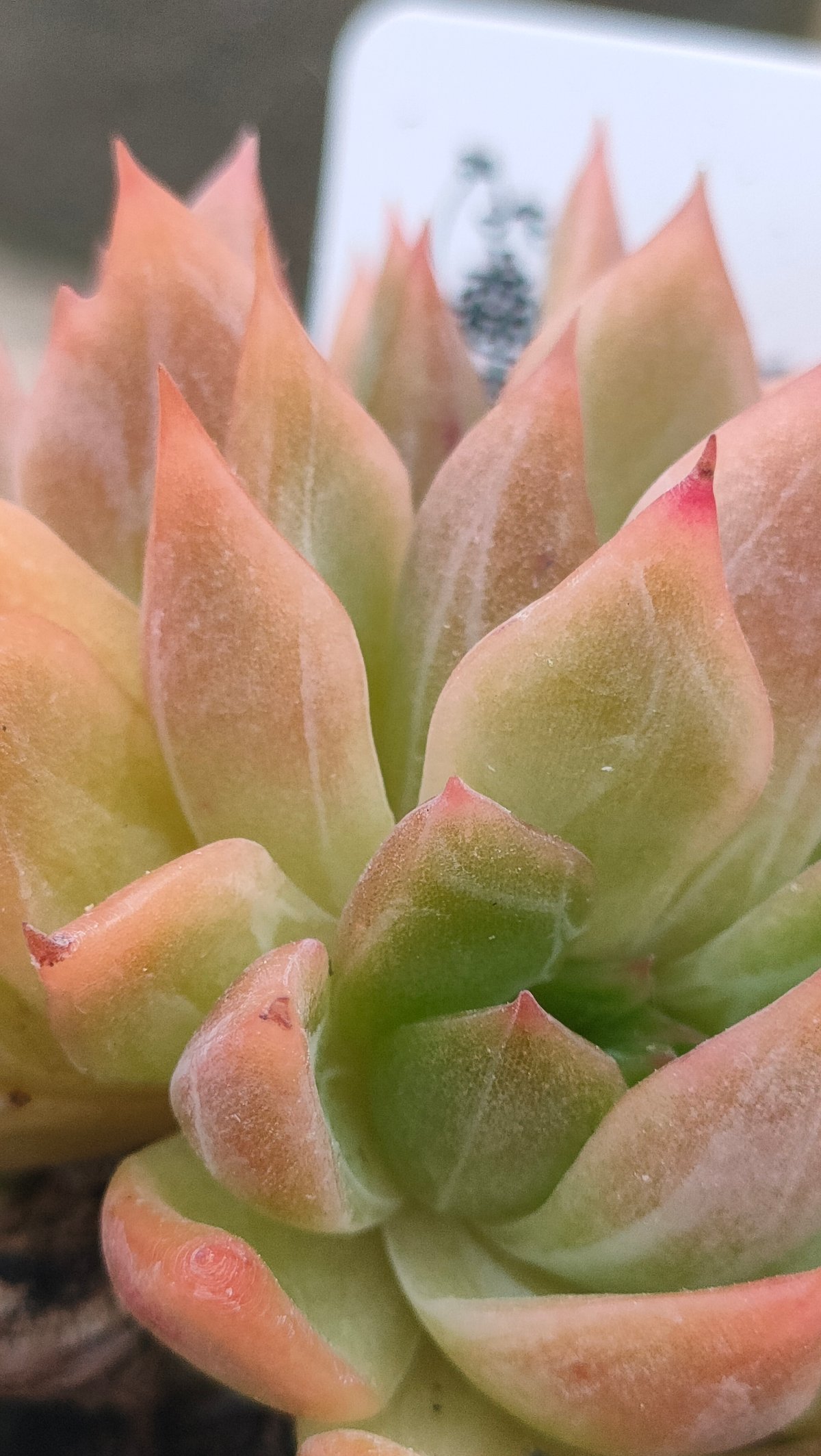 フラワーソング エケベリア | 多肉植物カット苗の通販 | エケベリア