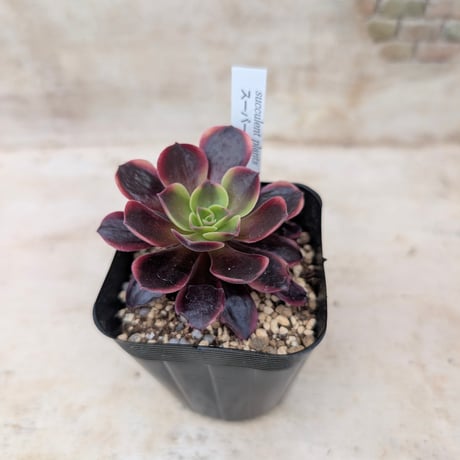商品一覧 | 多肉植物カット苗の通販 | エケベリア(韓国苗)多肉植物専門