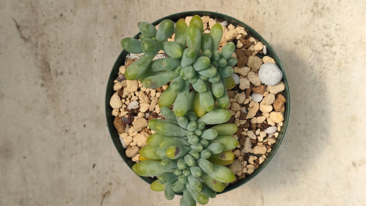 乙女心綴化 エケベリア 抜き苗 | 多肉植物カット苗の通販 | エケベリア