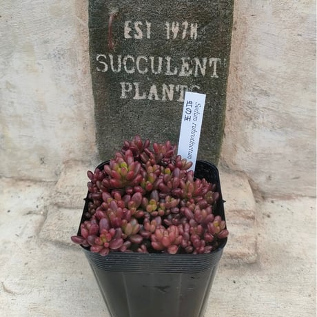 多肉植物カット苗の通販 | エケベリア(韓国苗)多肉植物専門店 | 森の多肉園