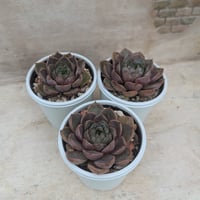 ブラッドロメオ エケベリア 抜き苗 | 多肉植物カット苗の通販