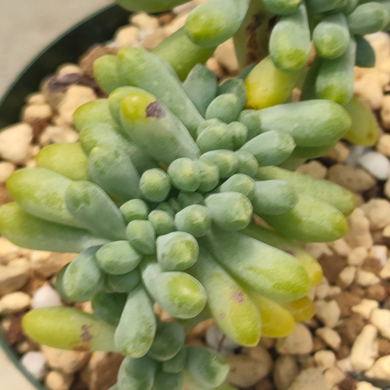 乙女心綴化 エケベリア 抜き苗 | 多肉植物カット苗の通販 | エケベリア