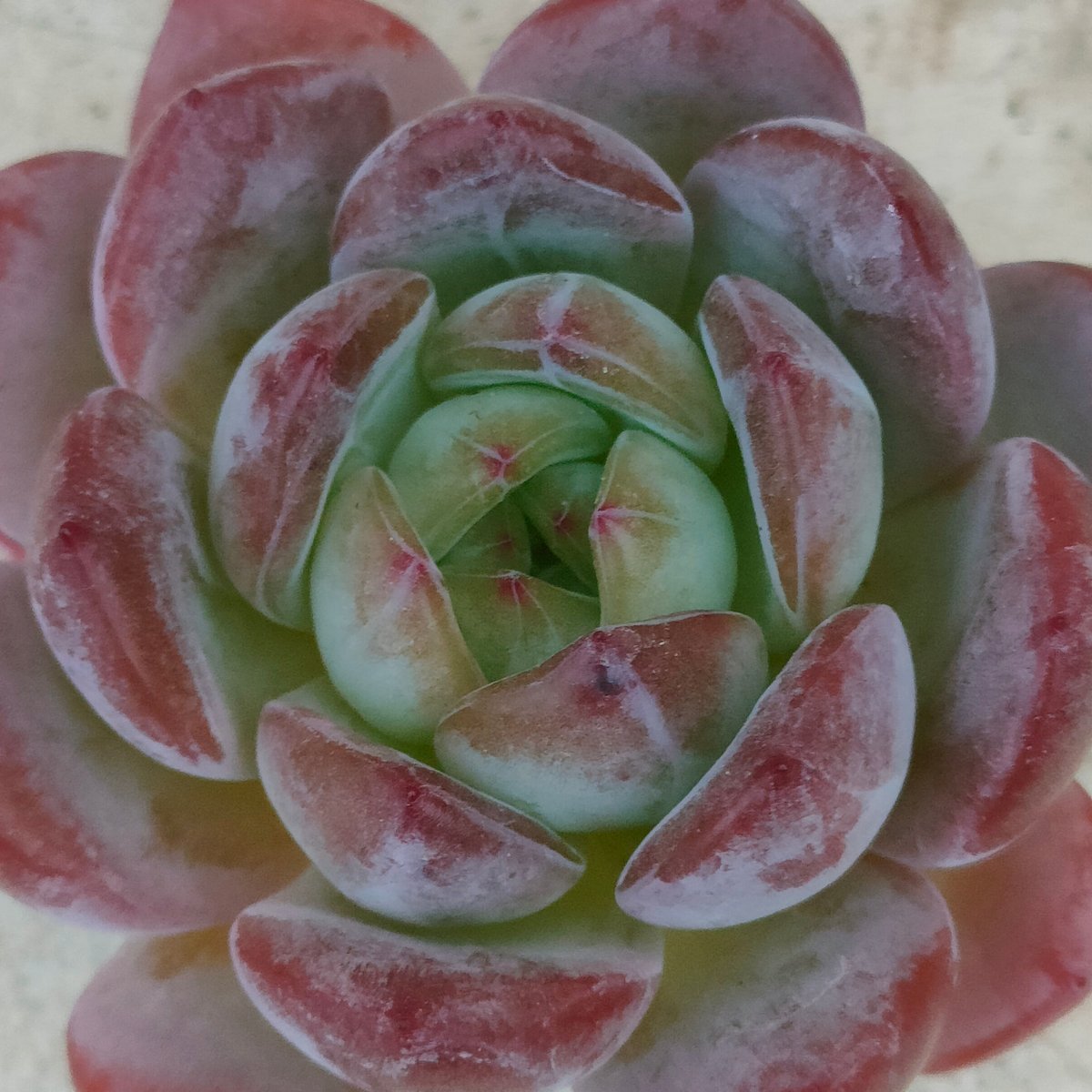 スターマーク エケベリア カット苗 | 多肉植物カット苗の通販