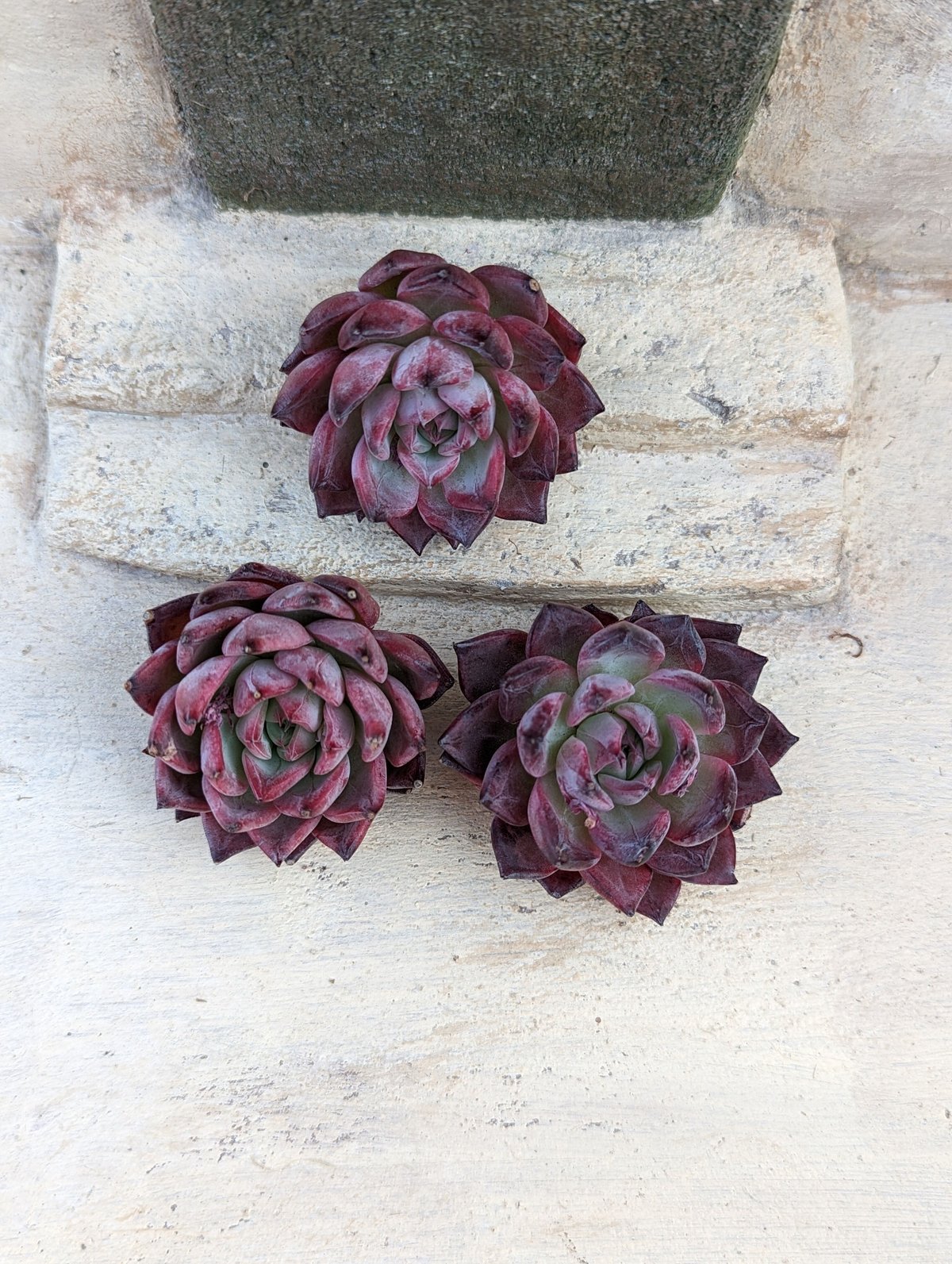 多肉植物　アラン　抜き苗　エケベリア アランフェス エケベリア 抜き苗 | 多肉植物カット苗の通販