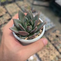 乙女心 セダム 抜き苗 | 多肉植物カット苗の通販 | エケベリア(韓国苗