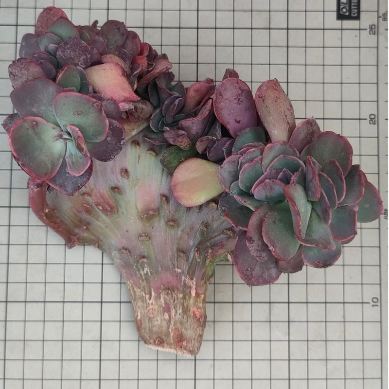 スヨン綴化 エケベリア カット苗 | 多肉植物カット苗の通販
