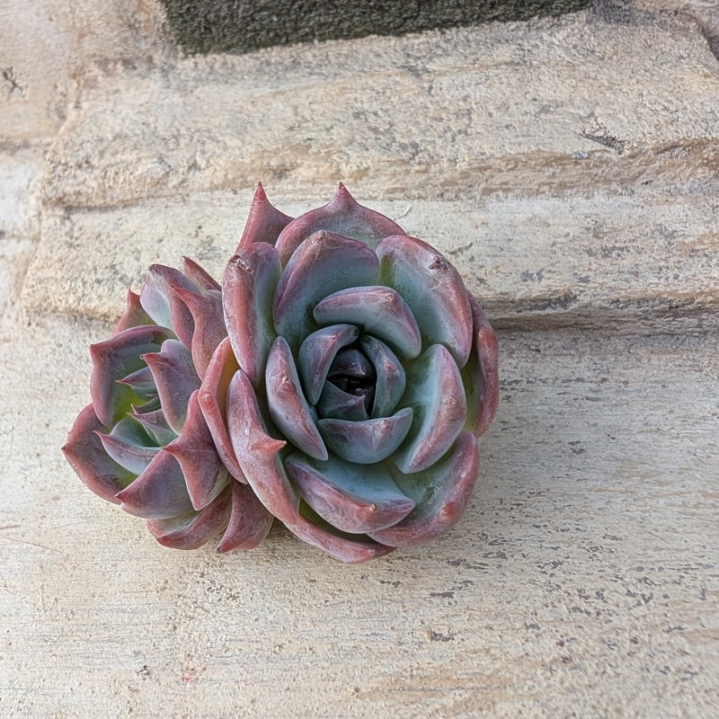 テイロサ エケベリア カット苗 | 多肉植物カット苗の通販 | エケベリア