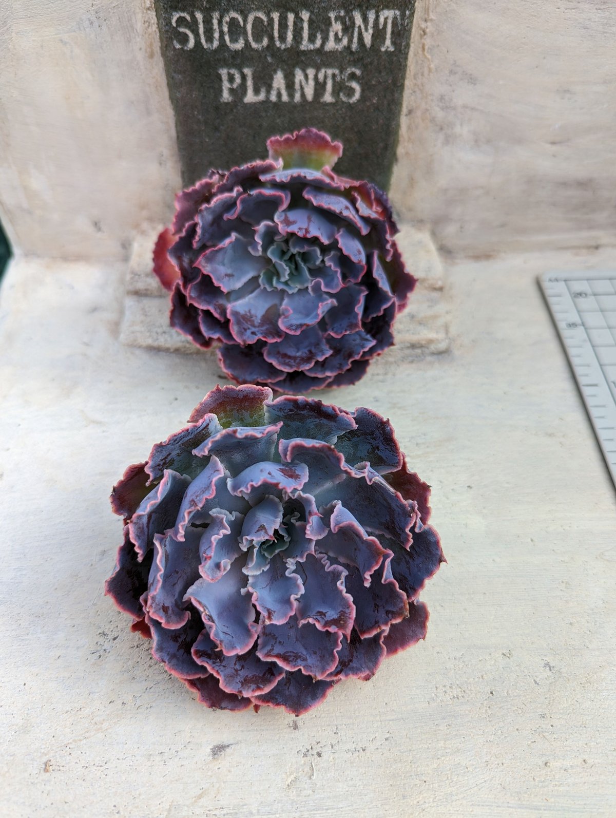 シャビアナ◎多肉植物 カット苗 韓国苗 エケベリア等 シャニー 多肉植物 エケベリア 韓国苗 カット苗の通販 by rei