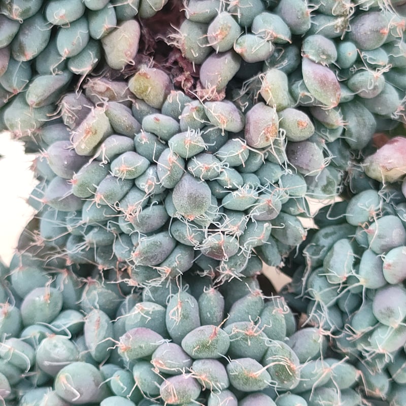 デルル◎多肉植物 カット苗 韓国苗 エケベリア等 ルンデリー綴化 エケベリア カット苗 | 多肉植物カット苗の通販