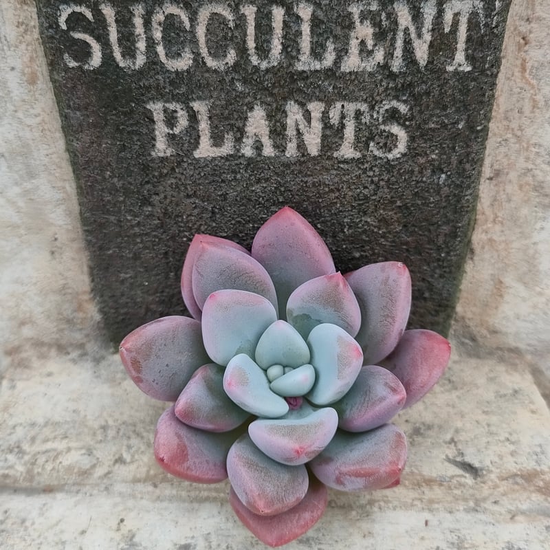 ば*だ様 S413　バブルガム　抜き苗　22株　多肉植物 エケベリア 韓国苗 サ ば*だ様 S413 バブルガム 抜き苗 22株 多肉植物 エケベリア 韓国