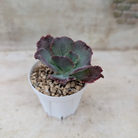 商品一覧 | 多肉植物カット苗の通販 | エケベリア(韓国苗)多肉植物専門