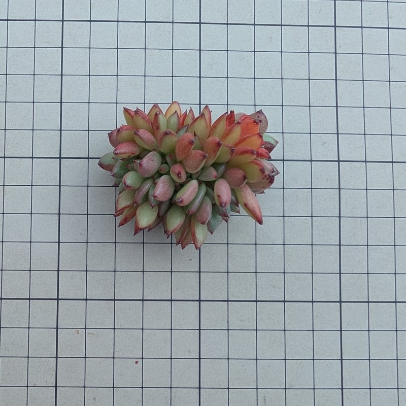 マンディ綴化 エケベリア カット苗 | 多肉植物カット苗の通販