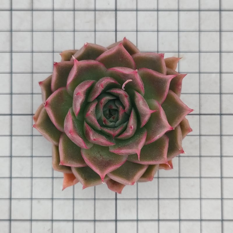 花様年華 エケベリア カット苗 | 多肉植物カット苗の通販 | エケベリア