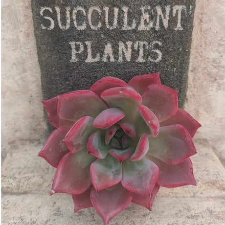 韓国苗♪ノーブル♪カット苗♪ 商品一覧 | 多肉植物カット苗の通販 | エケベリア(韓国苗)多肉