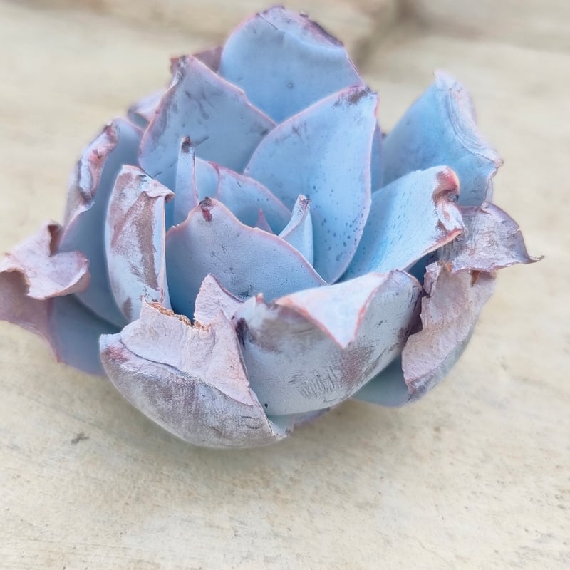 カンテ エケベリア カット苗 | 多肉植物カット苗の通販 | エケベリア