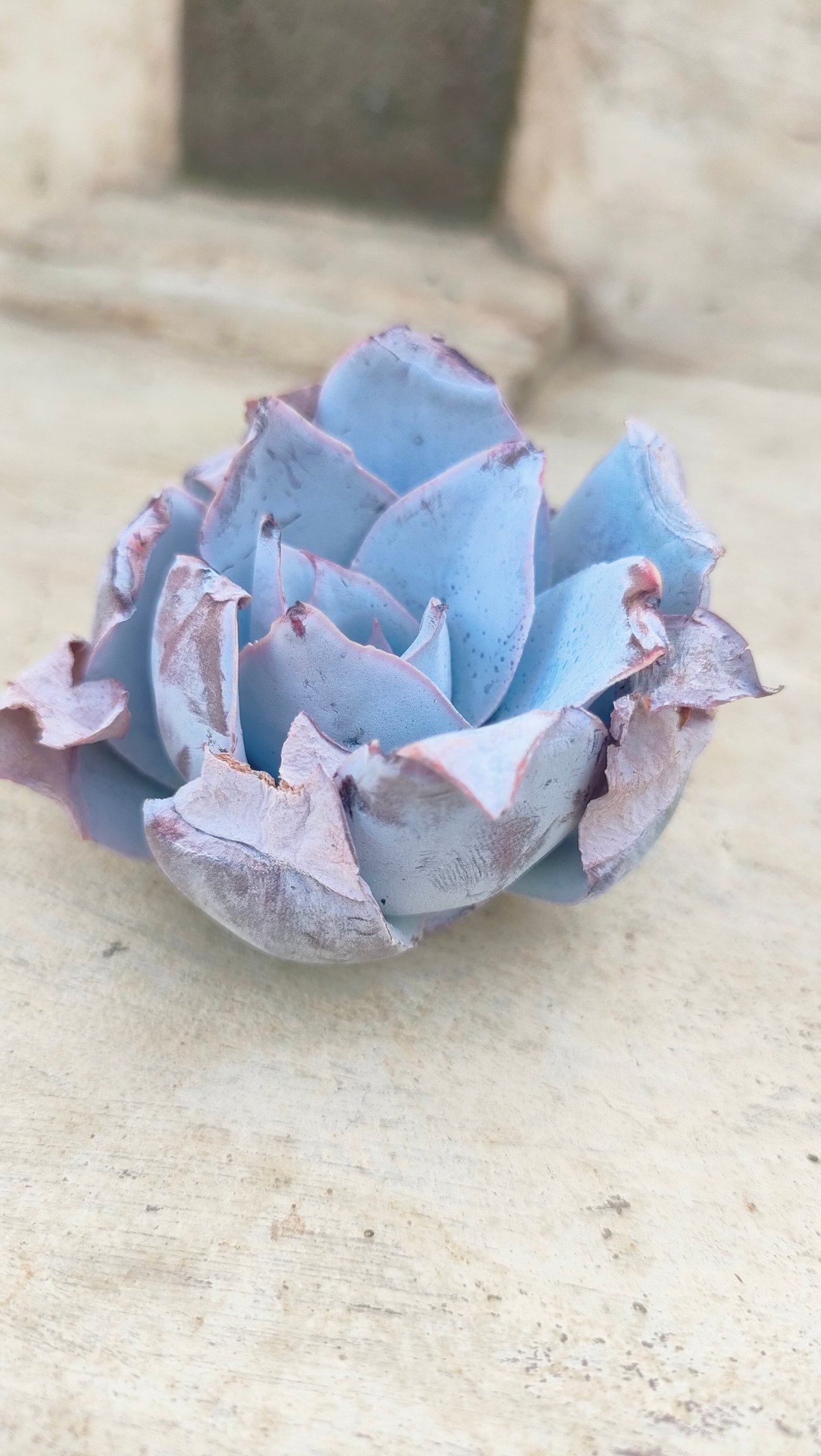 カンテ エケベリア カット苗 | 多肉植物カット苗の通販 | エケベリア