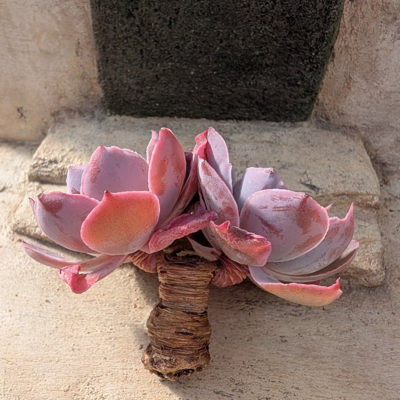 ピンキー エケベリア カット苗 | 多肉植物カット苗の通販 | エケベリア