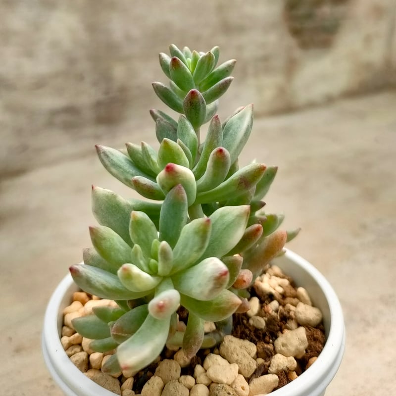 リトルビューティー錦 セダム 抜き苗 | 多肉植物カット苗の通販