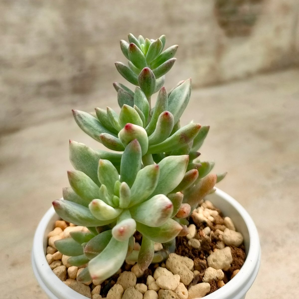 リトルビューティー錦 セダム 抜き苗 | 多肉植物カット苗の通販