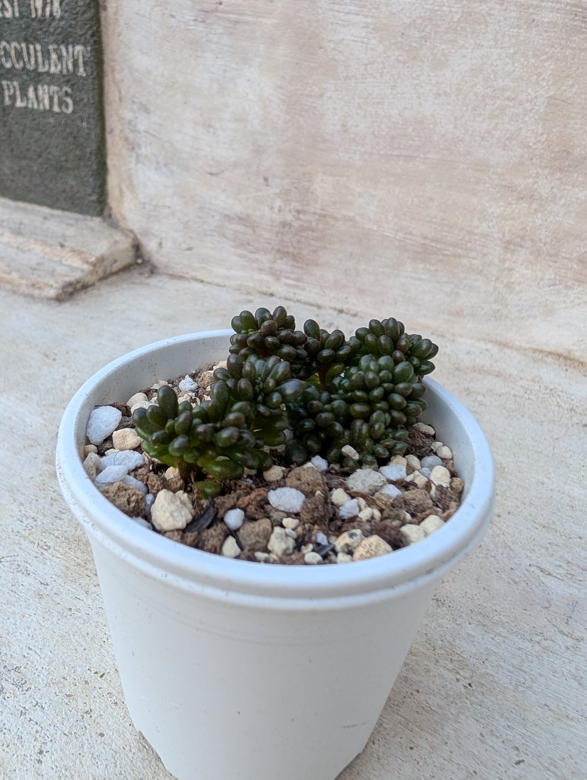 多肉植物♥゛レッドベリー 抜き苗 888現物 多肉植物 レッドホール 特大群生 抜き苗 | るる農園