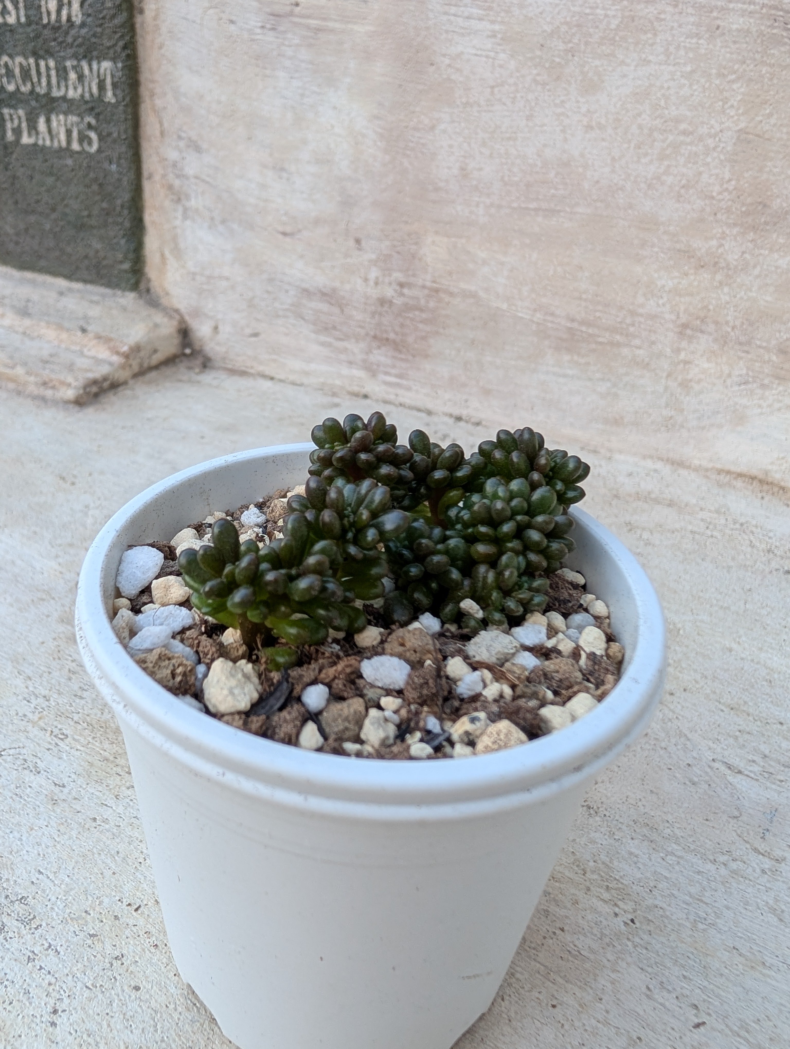 レッドベリー綴化 エケベリア 抜き苗 | 多肉植物カット苗の通販