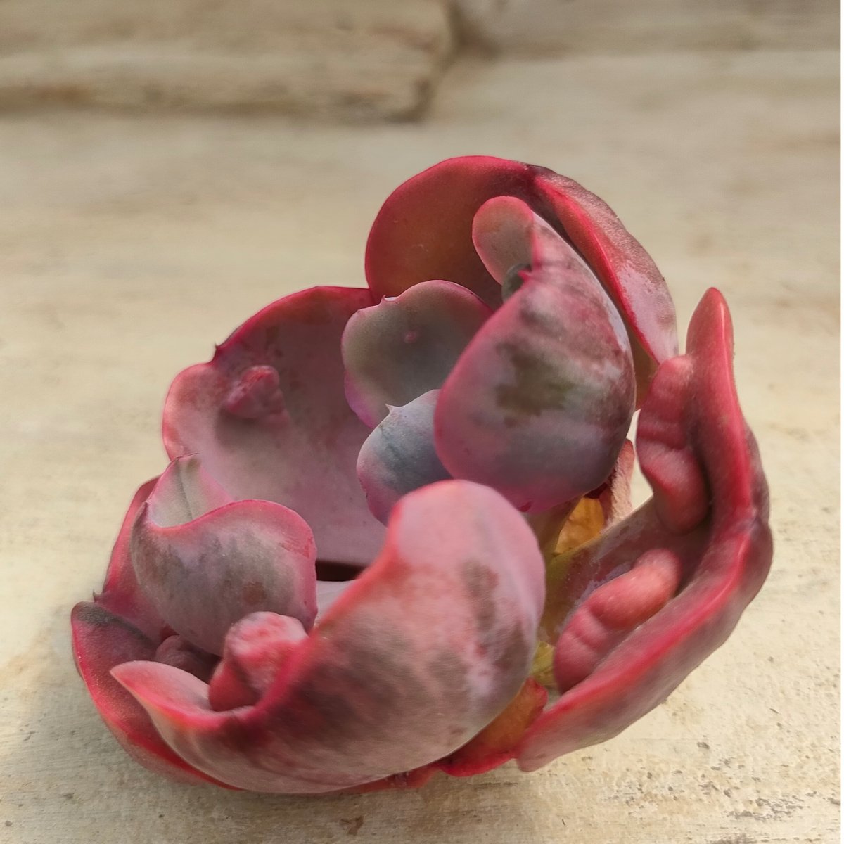 ビヨンセ錦◎多肉植物 カット苗 韓国苗 エケベリア等 ビヨンセレインボー エケベリア カット苗 | 多肉植物カット苗の通販