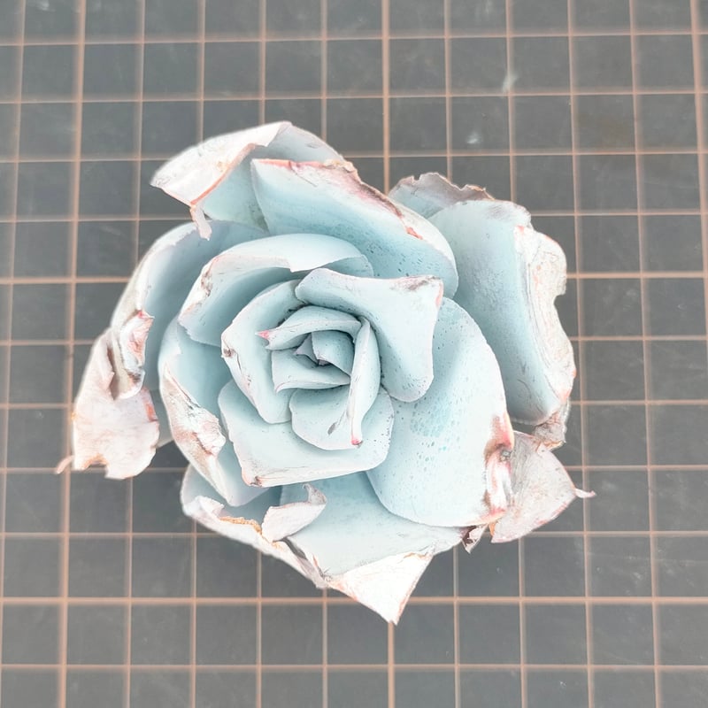 カンテ エケベリア カット苗 | 多肉植物カット苗の通販 | エケベリア