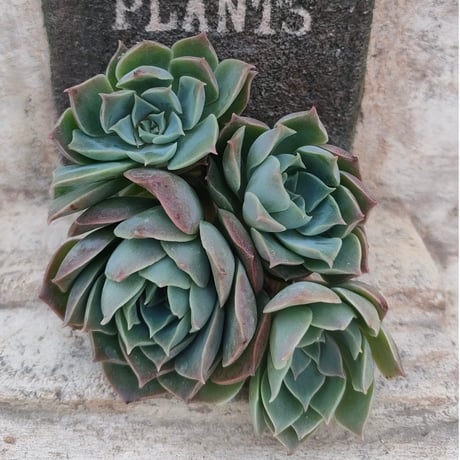 カ*す様 K1184 プロリフィカ 70株 多肉植物 抜き苗 エケベリア