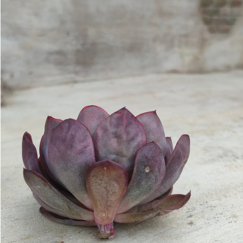 ダルピナ エケベリア カット苗 | 多肉植物カット苗の通販