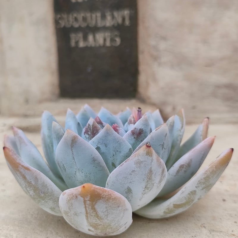 トロムソ エケベリア カット苗 | 多肉植物カット苗の通販 | エケベリア