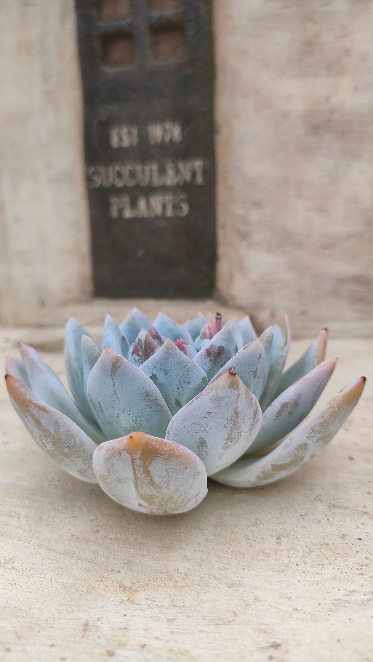 トロムソ(大苗)◎多肉植物 カット苗 韓国苗 エケベリア等 トロムソ エケベリア カット苗 | 多肉植物カット苗の通販 | エケベリア